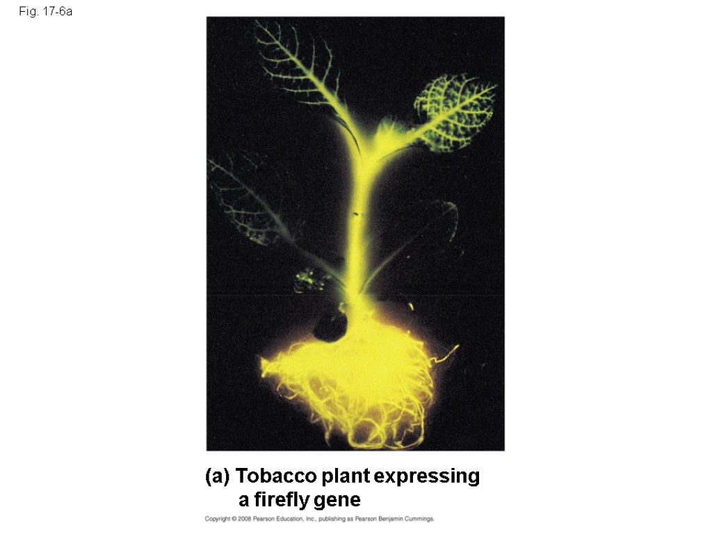 Fig. 17-6a (a) Tobacco plant expressing a firefly gene
